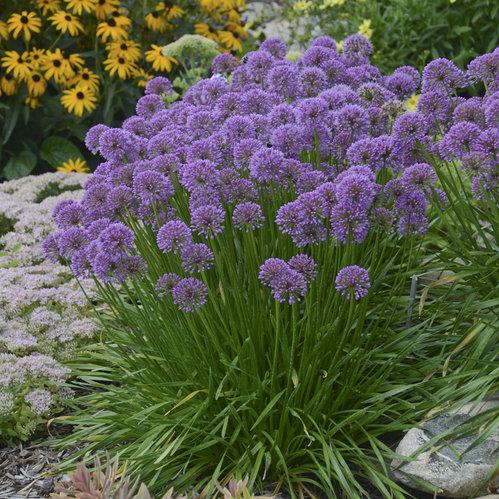 Allium_Millenium.jpg