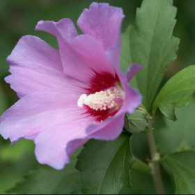 Althea/ Aphrodite