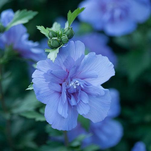 Althea-Blue-Chiffon-2.jpg