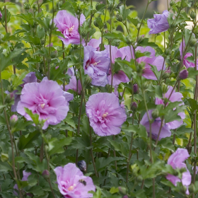 Althea/ Lavender Chiffon