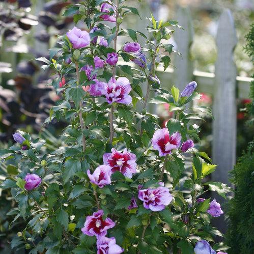 Althea-Purple-Pillar.jpg