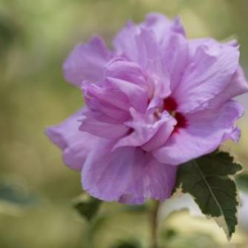 Althea/ Summer Ruffle