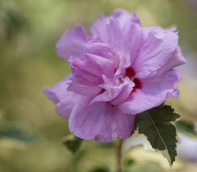 Althea-Summer-Ruffle-1.jpg