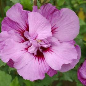 Althea/ Tahiti