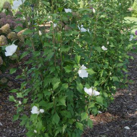 Althea/ White Pillar