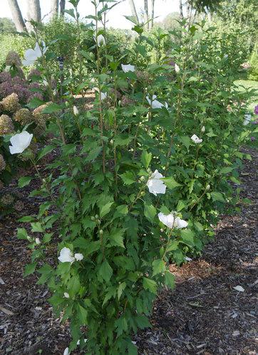 Althea-White-Pillar.jpg