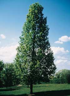 American-Sentry-Linden-HD.jpg