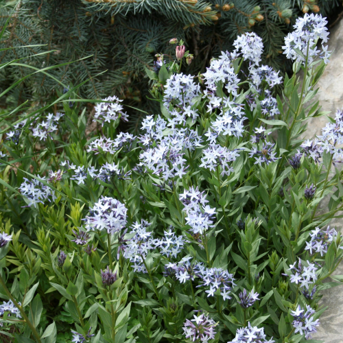 Amsonia_Blue-Star.jpg