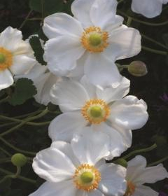 Anemone