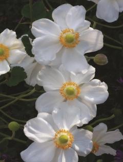 Anemone_Honorine-Jorbet.jpg