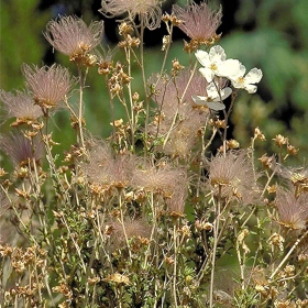 Apache Plume
