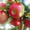 Apple-Honeycrisp-1.jpg