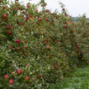Apple-Honeycrisp-2.jpg