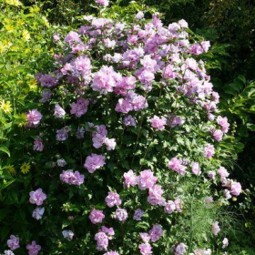 Althea/ Ardens