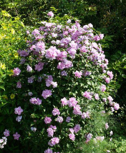 Ardens-ALthea.jpg