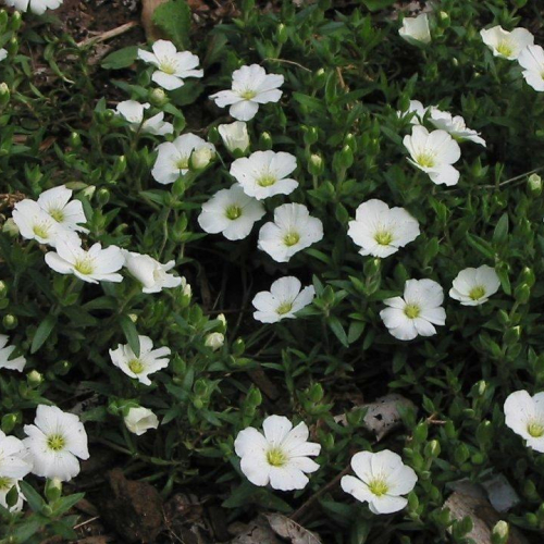 Arenaria_montana_2.jpg