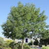 Ash-Autumn-Purple-2.jpg