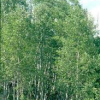 Aspen-Quaking-2.jpg