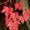 Autumn-Fantasy-2.jpg