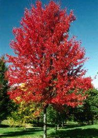 Maple/ Autumn Fantasy