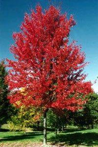Autumn-Fantasy.jpg