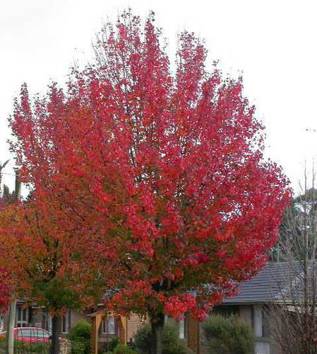 Autumn_Blaze_Flowering_Pear_Fall1_450.jpg