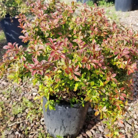 Barberry/ Admiration