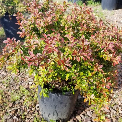 Barberry-Admirationtest.jpg