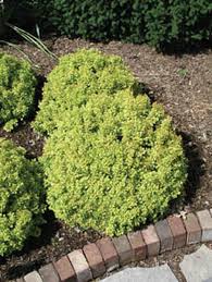 Barberry/ Golden Nugget