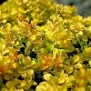 Barberry-Gold-Nugget-2.jpg