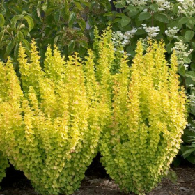 Barberry/ Sunjoy Gold Pillar