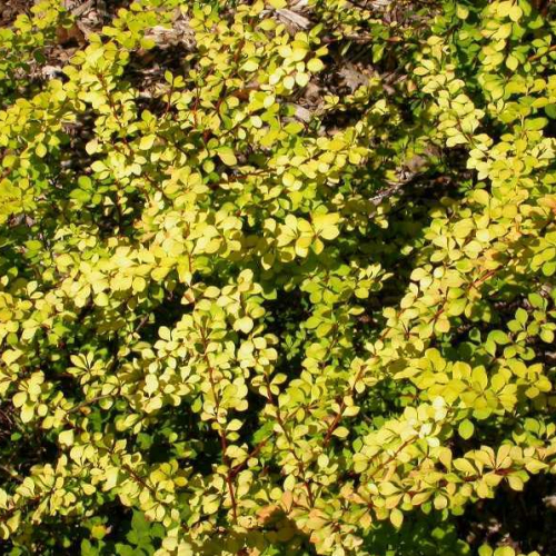 Barberry-Golden.jpg