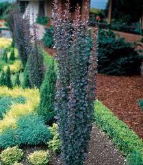 Barberry/ Helmond Pillar