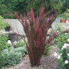Barberry-Helmond-Pillar-2.jpg