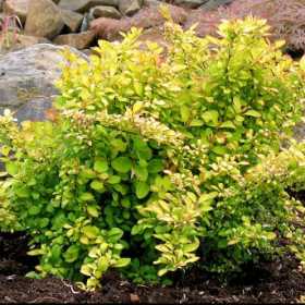 Barberry/ Limoncello