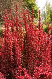 Barberry/ Orange Rocket