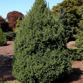 Spruce/ Big Berta