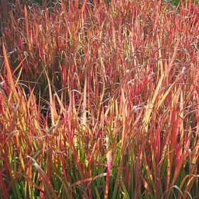 Big Bluestem/ Red October