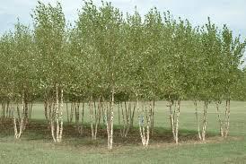 Birch/ Heritage