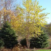 Birch-Heritage-2.jpg