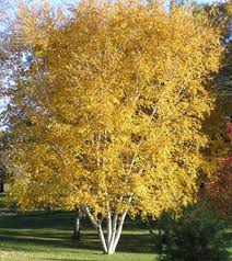 Whitespire Birch at Pine Lane Nursery