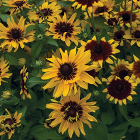 Denver Daisy