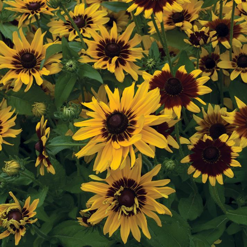 Black-Eyed-Susan_Denver.jpg
