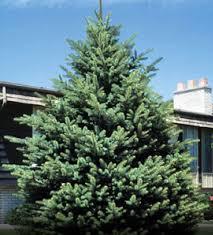 Spruce/ Black Hills