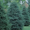 Black-Hills-Spruce-2.jpg