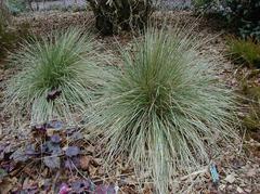 Blue Oat Grass/ Avena