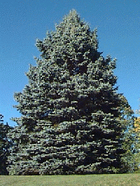 Spruce/ Colorado Blue