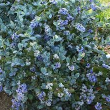 Blueberry/ Brazelberries