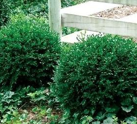 Boxwood/ Chicagoland Green
