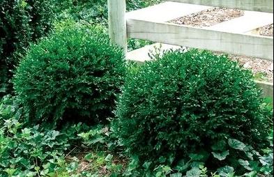 Boxwood-Chicagoland-1.jpg